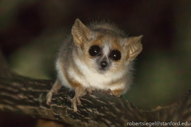 mouse lemur